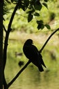 Black silhouette of a dove on a branch with water on the background Royalty Free Stock Photo
