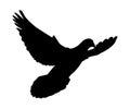 Black silhouette of a dove flying on white background Royalty Free Stock Photo