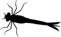 Black silhouette of dragonfly nymph on white background