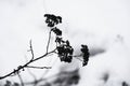 Black silhouette of dried dead branch on white snow background, close-up Royalty Free Stock Photo