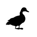 Black silhouette of duck. Isolated image of farm bird. Domestic amimal icon. Isolated image Royalty Free Stock Photo