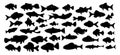 Black silhouette fish set isolated on white background. Vector illustration Royalty Free Stock Photo