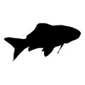 Black silhouette of a fish on a white background. Royalty Free Stock Photo