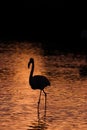 Black silhouette of flamingos in the water at sunset