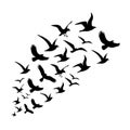Black silhouette of flying birds group isolated on white background. birds flock silhouettes. Royalty Free Stock Photo