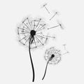 Black silhouette with flying buds of a dandelion on a white background Royalty Free Stock Photo