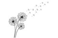 Black silhouette with flying dandelion buds . Vector on a white background Royalty Free Stock Photo