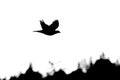 Black silhouette of flying with spred wings pigeon