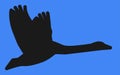 A black silhouette of a flying swan against a blue backdrop Royalty Free Stock Photo