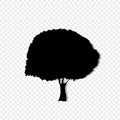 Black silhouette of foliar tree icon isolated on transparent background. Royalty Free Stock Photo