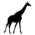 Black silhouette of giraffe on white background vector illustration