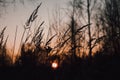 Black silhouette of grass against the sunset orange-red sky. Autumn sunset on a grass background Royalty Free Stock Photo