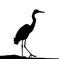 Black silhouette of a heron on a white background. Royalty Free Stock Photo