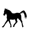 Black silhouette of horse isolated on white background Royalty Free Stock Photo