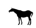 Black silhouette of a horse. White background.