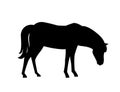 Black silhouette horse wild or domestic animal cartoon design flat vector illustration isolated on white background Royalty Free Stock Photo