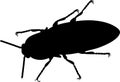 Black silhouette of imago of Click beetle