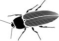 Black silhouette of imago of Click beetle