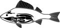 Black silhouette of Internal anatomy of fish. Structure of perch Perca fluviatilis