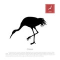 Black silhouette of a japanese crane on white background. Bird image. Animals of Japan