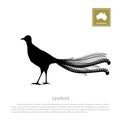 Black silhouette of lyrebird on white background. Animals of Australia Royalty Free Stock Photo