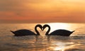 black silhouette of 2 white swans they swim in the water of the Baltic Sea in front of an orange sunset. They form a heart Royalty Free Stock Photo