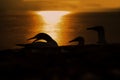 Black silhouette of norhern gannet at sunset Royalty Free Stock Photo