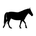 The black silhouette of one walking horse is isolated on the white background Royalty Free Stock Photo