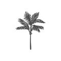 Black silhouette of a palm tree. Tropical leaves. Coconut palm, exotic lush sketch or hawaii coco palms. Vector illustration. For Royalty Free Stock Photo