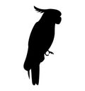 Black silhouette for Parrot isolated on white background Royalty Free Stock Photo