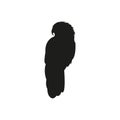 Black silhouette of parrot on a white background