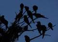 black silhouette of parrots on a tree branch at dusk Royalty Free Stock Photo