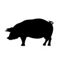 Black silhouette of pig. Isolated image of farm boar. Domestic amimal icon. Isolated image. Butcher shop logo. Royalty Free Stock Photo