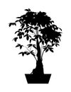 Black silhouette of a Potted Plant, Aralia plant, vector illustration