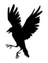 Black silhouette raven bird cartoon crow design flat vector animal illustration isolated on white background Royalty Free Stock Photo