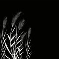 Black silhouette of reeds, sedge, cane, bulrush, or grass on a white background.Vector illustration. Royalty Free Stock Photo