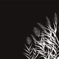 Black silhouette of reeds, sedge, cane, bulrush, or grass on a white background.Vector illustration. Royalty Free Stock Photo