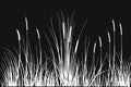 Black silhouette of reeds, sedge, cane, bulrush, or grass on a white background.Vector illustration. Royalty Free Stock Photo