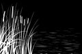 Black silhouette of reeds, sedge, cane, bulrush, or grass on a white background.Vector illustration.