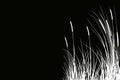 Black silhouette of reeds, sedge, cane, bulrush, or grass on a white background.Vector illustration. Royalty Free Stock Photo