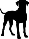 Rhodesian Ridgeback Black Silhouette Generative Ai Royalty Free Stock Photo