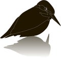 Black silhouette of a river kingfisher bird with shadow on white