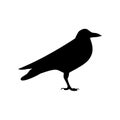 Black silhouette of rook isolated on white