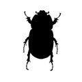 Black silhouette of a scarab beetle vector on white background. Graphic Bug insect hand drawn. Shadow May bug illustration for Royalty Free Stock Photo