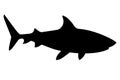 Black silhouette shark giant apex predator cartoon animal design flat vector illustration isolated on white background Royalty Free Stock Photo