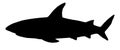 Black silhouette of a shark vector drawing. Shark eater. Sketch of a side view of a shark fish. a vector illustration of a shark Royalty Free Stock Photo