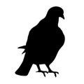 Black silhouette of sitting dove on white background of i Royalty Free Stock Photo