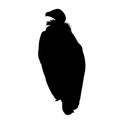 black silhouette of sitting vulture on white background of vector illustration Royalty Free Stock Photo