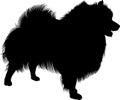 Black silhouette of spitz . Vector. isolated on white background. Spitz dog