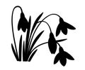 Black silhouette of spring flower. The first snowdrops Galanthus. Flowers for decoration. Vector illustration isolated on white ba